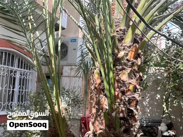 فروخ نخل برحي ماشاء الله كلهن مجذرات وكبار عمرهن اربع سنوات او اكثر تقريبا