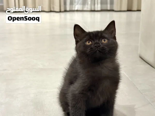 كتن برتش شورت هير انثى