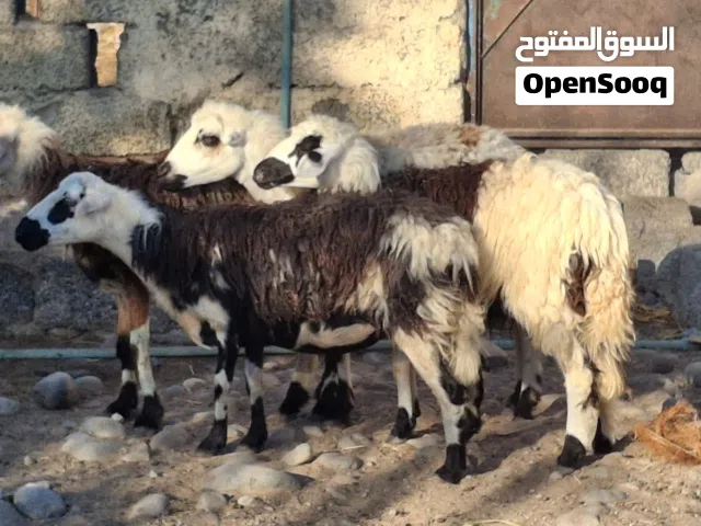 جعد عمانيات عشر ماشاءالله تبارك الرحمن حلال طيب ونضيف للتربيه