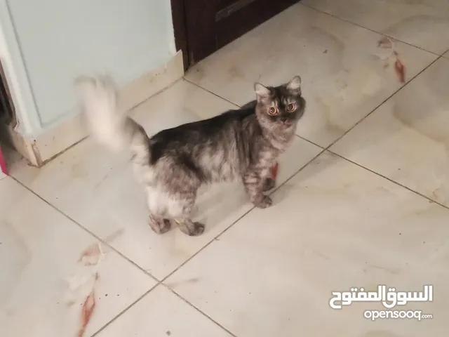 قطة مكس شيرازي رومي مع ولدين للتبني