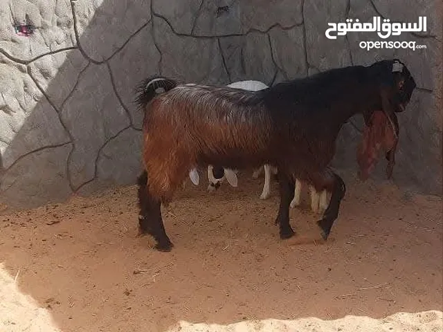 قبرصي للبيع