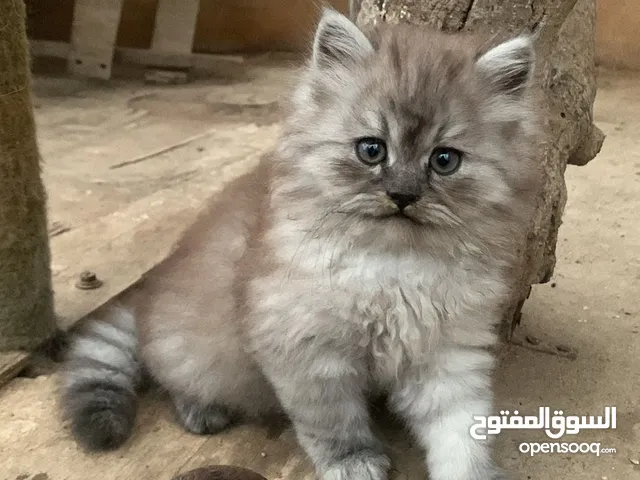 Persian cat for sale age 2 months and half