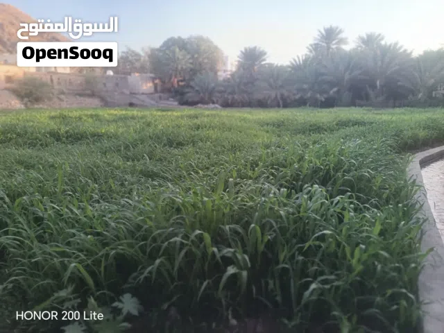 علف ذرة مصرية حرية