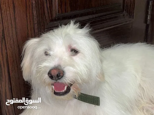 كلب ابيض من نوع مالتيز للبيع مع مطاعيم و مستلزمات