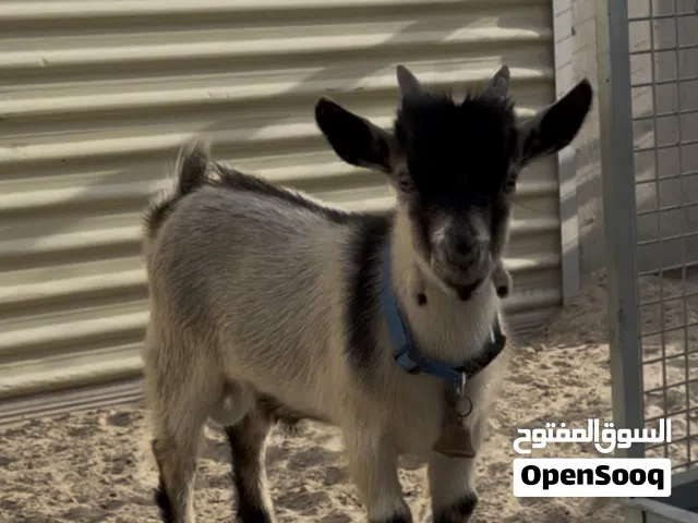 الماعز القزم