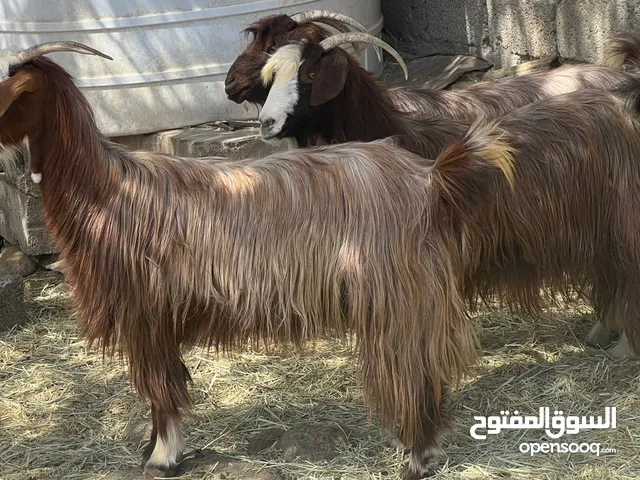 أغنام عمانيات جباليات أحجام كبيره من يبحث عن اضاحي حلال طيب للتربيه وللذبح