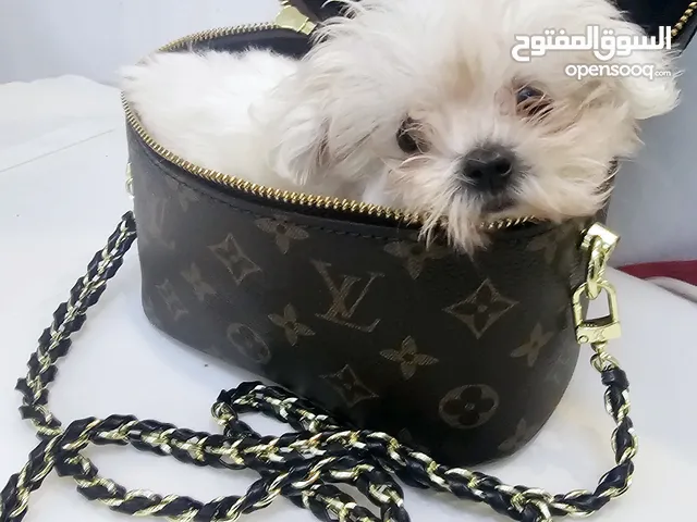 maltiz peur tea cupe مالتيز بيور تي كب