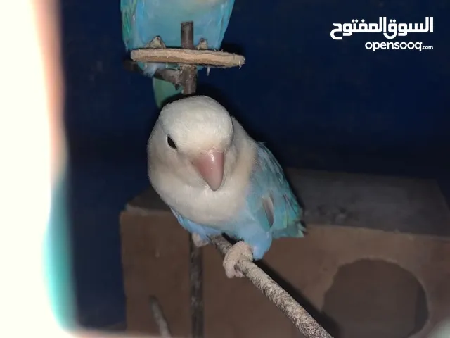كوبيه بركديلو مصوقره للبيع السعر 190