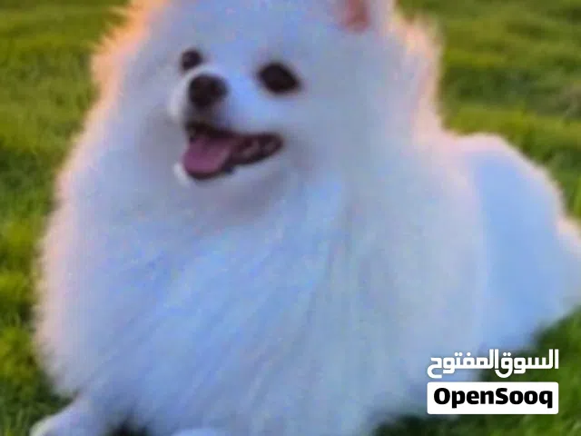 11-month-old male Snowy Pomeranian puppy up-to-date on vaccinations dewormed and with passport.