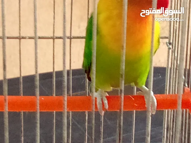 ببغاء فيشر انثى زائد قفص ثلاث ماكليات قاروره لشرب المياه زائد الطعام الخاص في الببغاء