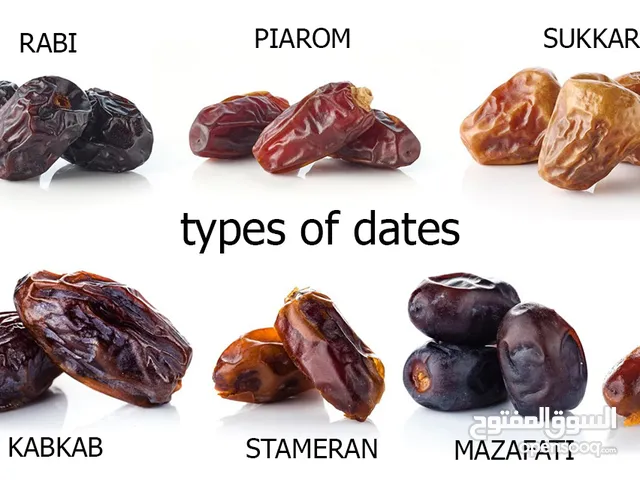 Selling Dates at Wholesale Prices With the Best Quality From Iran per 100 Kgr.