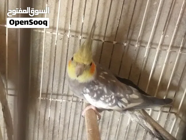 متاح زوز انتياته كوكتيل للبيع بسم الله ماشاء الله مصقرات  وتحتهم دحي سخنه