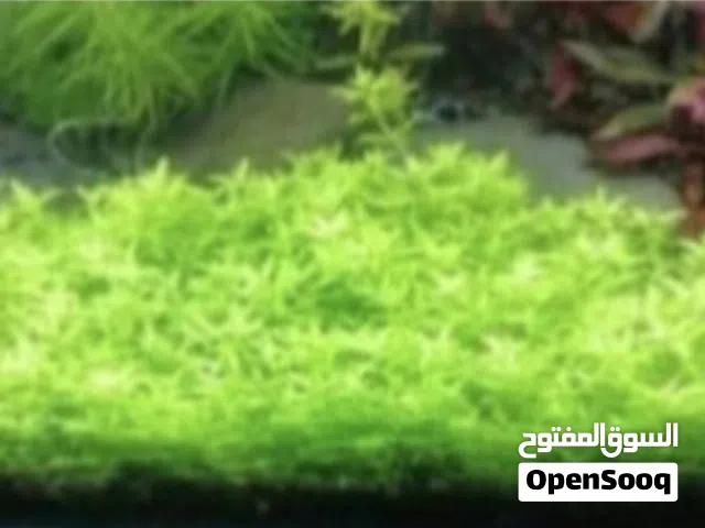 متوفر لدينا بفضل الله تعالى وبركاته  تشكيله نباتات طبيعيه ارضيه لحوضك الاسماك