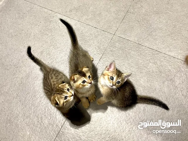 قطط ذكر وأنثى  سكوتش فولد عمر شهر من أم وأب سكوتش فولد