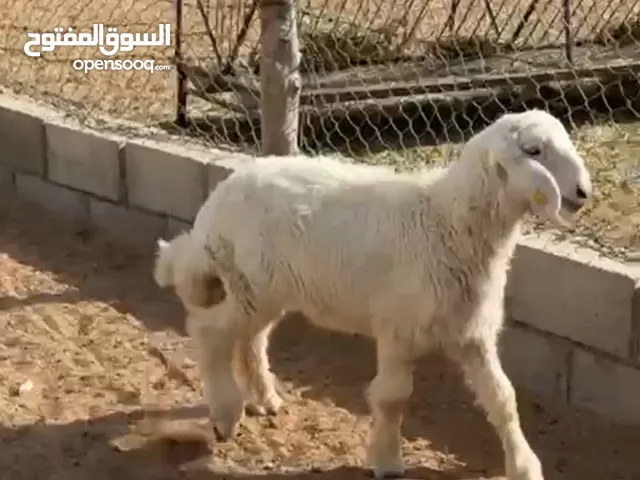 للبيع ذبايح
