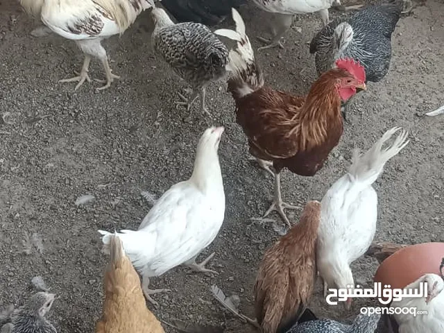 دجاج عماني و سمان للبيع