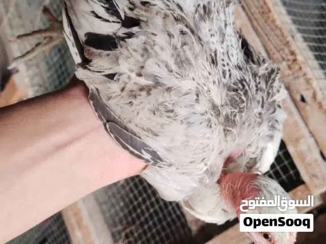 فراريج ابو ركيبة