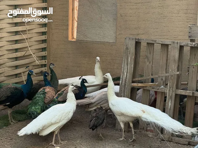 طاووس هندي