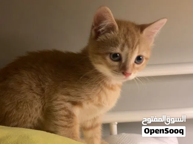 قطط للتبني