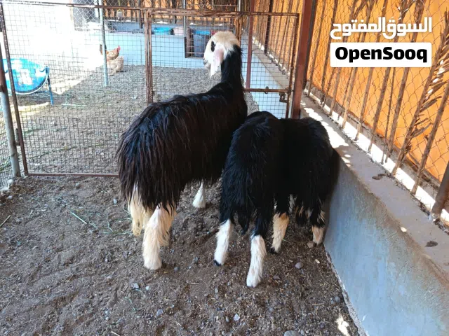 جعد نجديات اصل 2 بكور والثالثه عمر سنتين الله واعلم اذا عشار حلال ماعليه كلام وكل شي صاحي