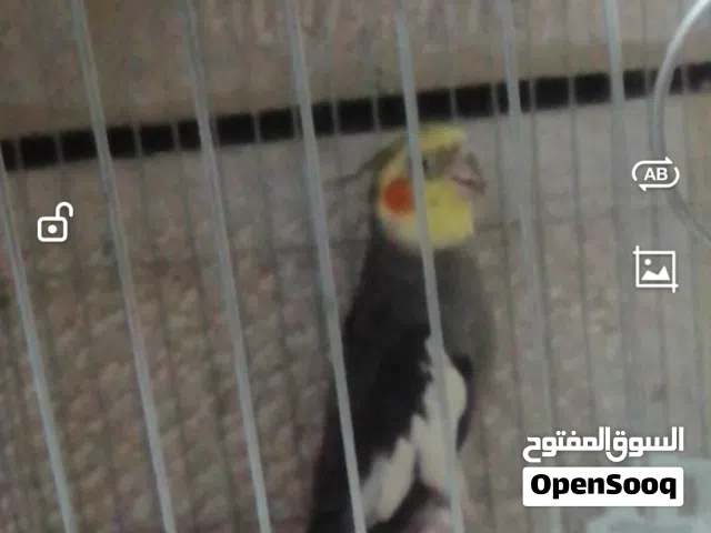كوكتيل للبيع عمرو قريب السنه بحكي كوكو وبطلع أصوات مع قفص على شكل كوخ لون ذهبي