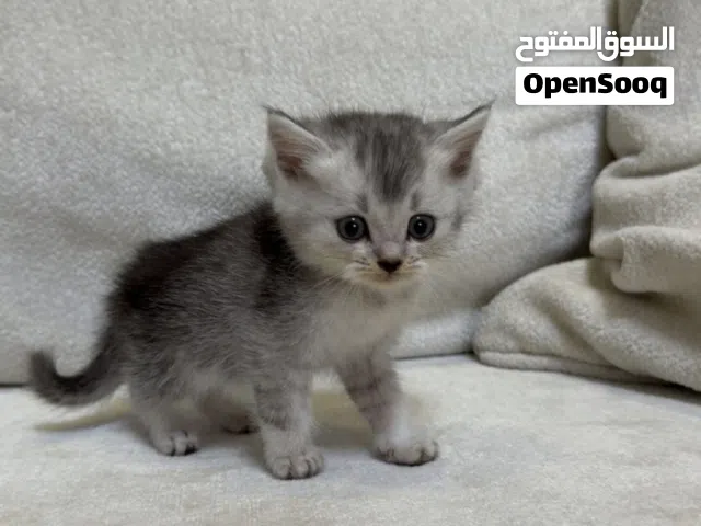 6 cute Scottish kittens