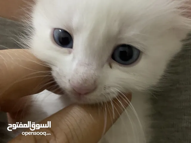 قط للبيع ابيضّ منزلي