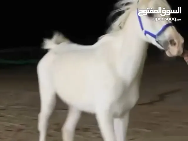 خيل خصي سكول هادي