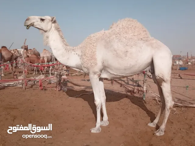 نشتري جميع انواع الحلال و نبيع جميع انواع الحلال