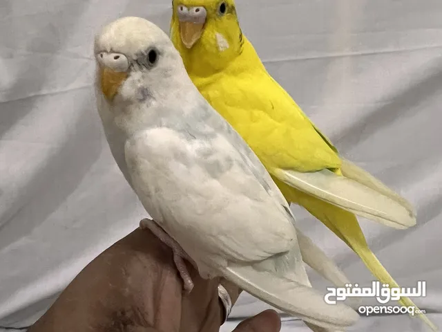 Friendly Parrot couple زوج