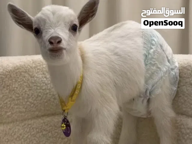 للبيع ذكر بقمي