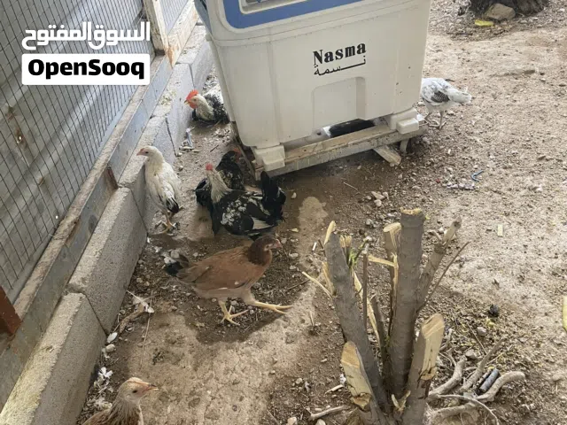 دجاجات للبيع
