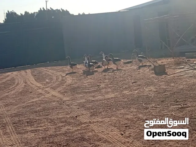 بط وز ودجاج فرعوني