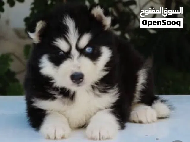 مطلوب جرو هاسكي سيبيري بيور