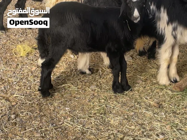 كبش نجدي العمر اقل عن سنه