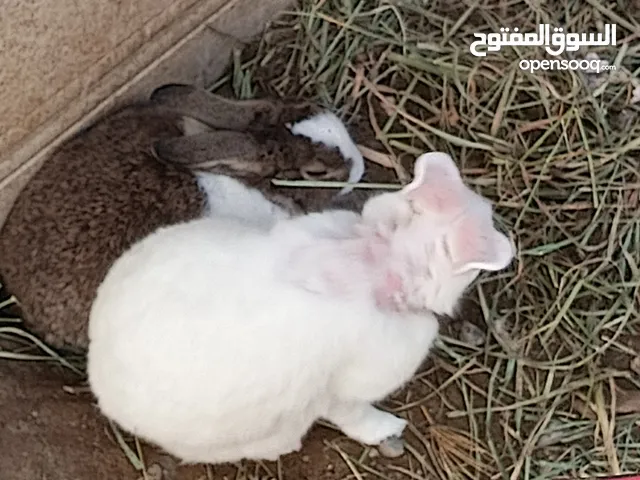 ارانب كبيره للبيع