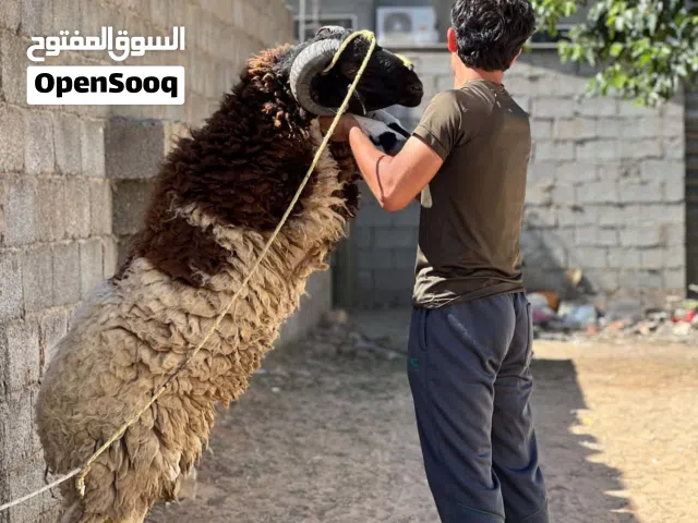 متوفر كبش اضحيه الله ايبارك