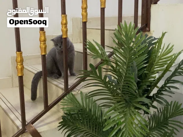 سكوتش فولد ذكر جميل ونظيف جدا
