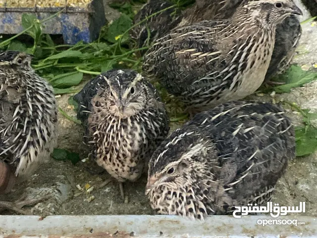 صوص بلدي  وفري بياض