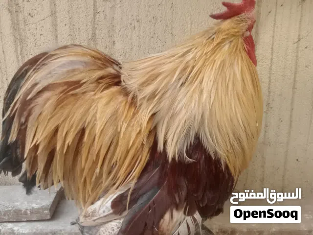 ديك زينه كوجن