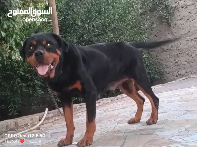 كلبه روت ويلر للبيع
