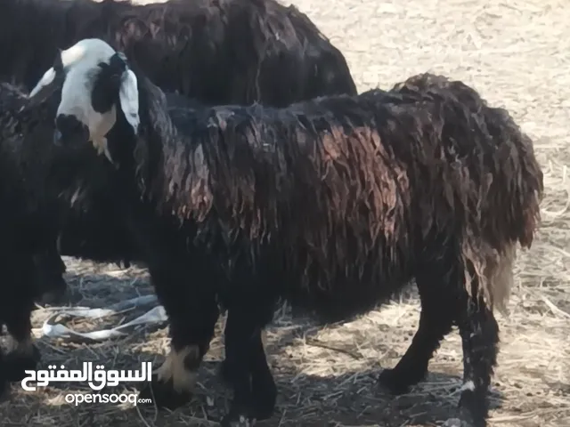 جاعده سمين ماشاء الله تبارك الرحمن