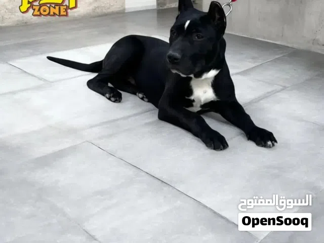 بيتبول بلاك نوز ذكر صحه ممتازه الاذن مقصوصات