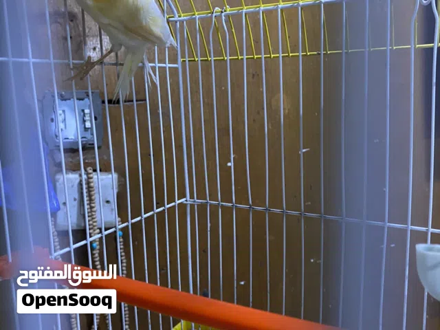 سلام عليكم كناري فول تغريد
