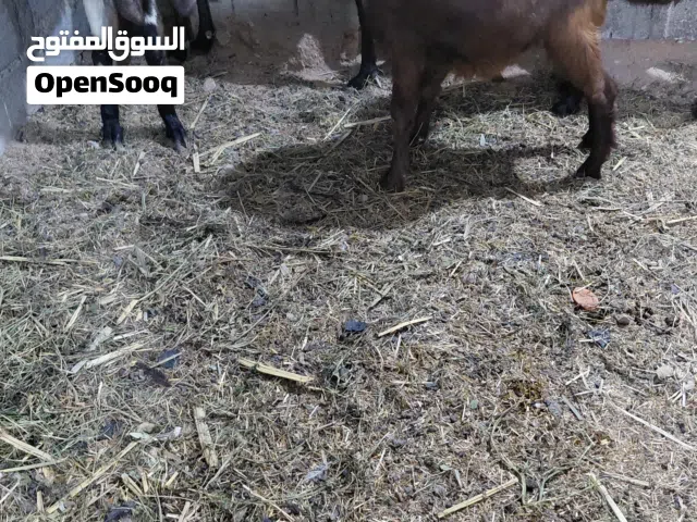 صخول للبيع مليون وميتين وبيه مجال لطيبين