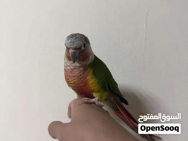 بغبغاء الكونيور أليف جدا