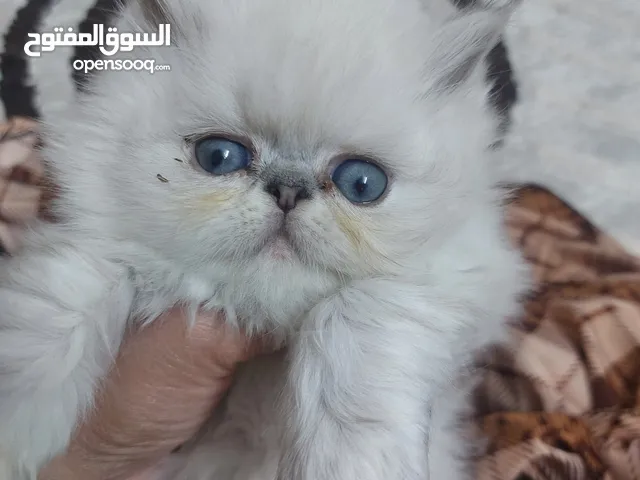 قطط بريتش مكس هملايا بيكي فيس