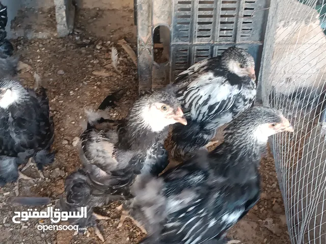 برهما عمر شهرين و نص للبيع سعر 70 دينار مكان سبها سكن . حي المطار