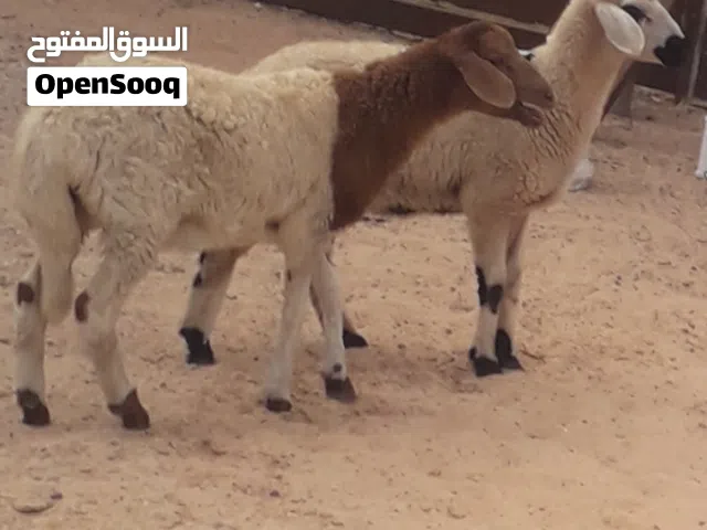 زوز إفطايم برقاويات عمرهم 3شهور ونص إفطايم ماشاء الله لا قوة إلا بالله خاليات من جميع العيوب سعر الو