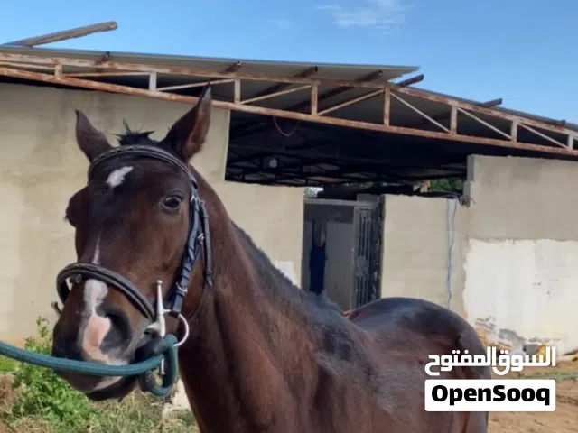 حصان للبيع اقرا الوصف